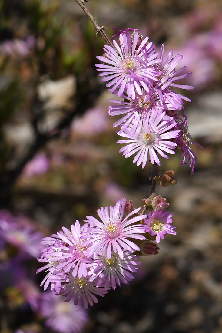 Изображение особи Drosanthemum floribundum.