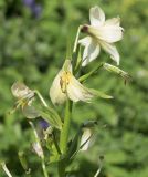 Lilium kesselringianum