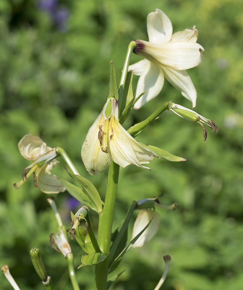 Image of Lilium kesselringianum specimen.