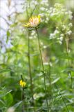 Anthyllis vulneraria