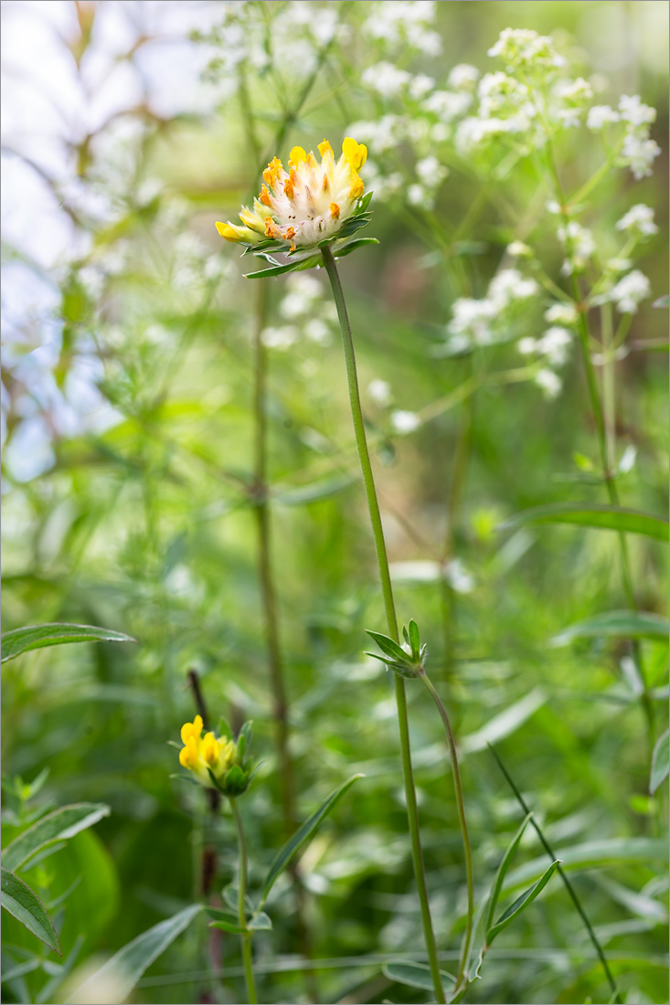 Image of Anthyllis vulneraria specimen.