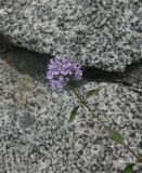 Ziziphora clinopodioides