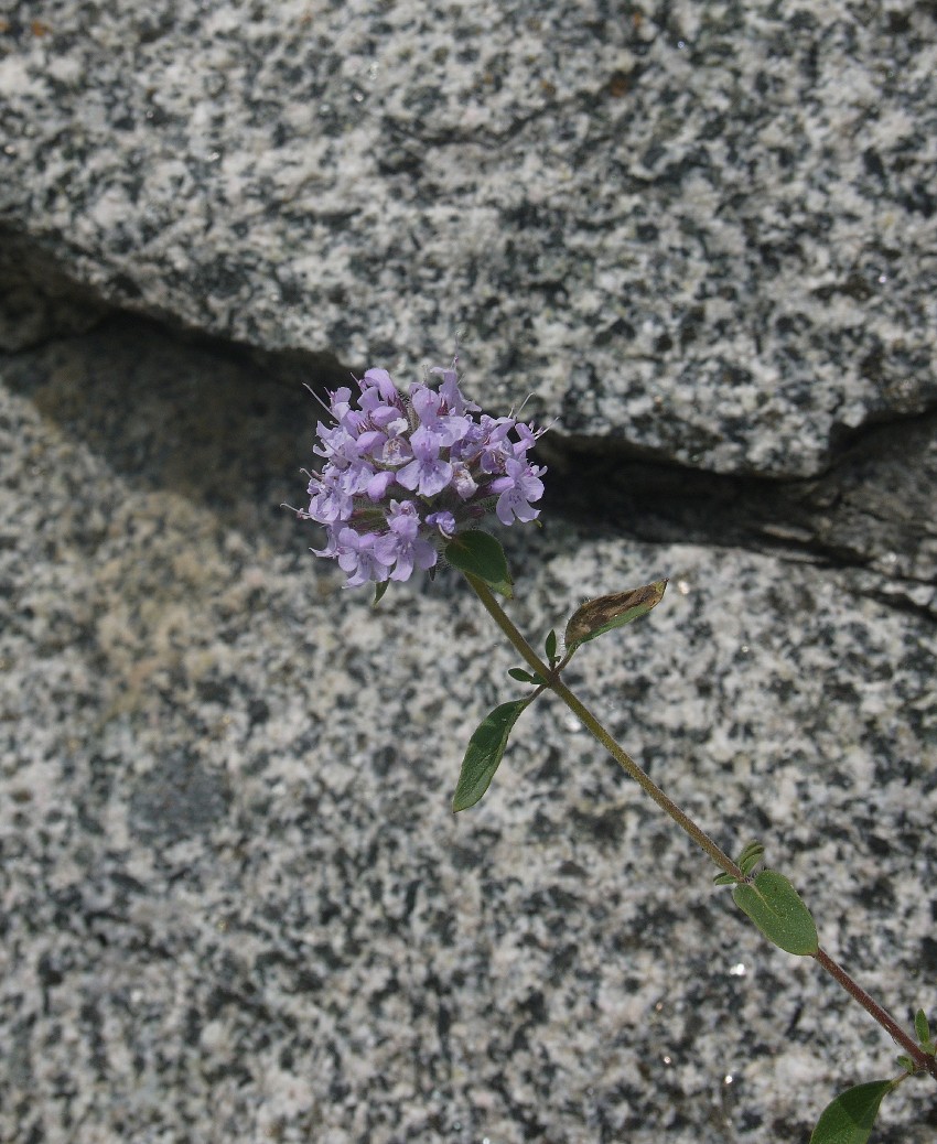 Image of Ziziphora clinopodioides specimen.