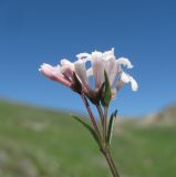 Image of taxon representative. Author is Геннадий Окатов