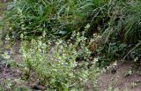 Stachys annua