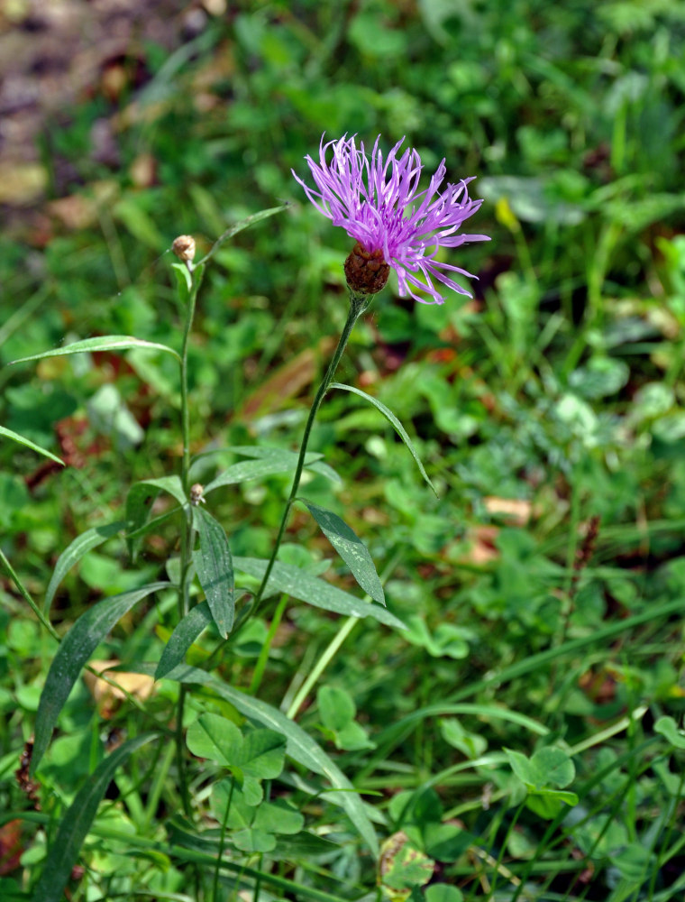 Image of Centaurea jacea specimen.