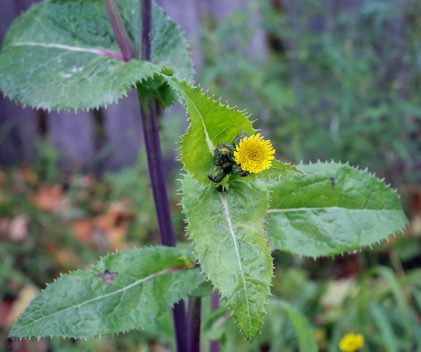 Image of Sonchus asper specimen.