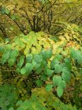 Cercidiphyllum japonicum