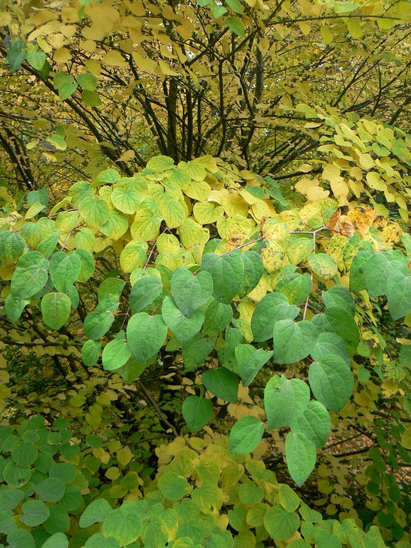 Image of Cercidiphyllum japonicum specimen.