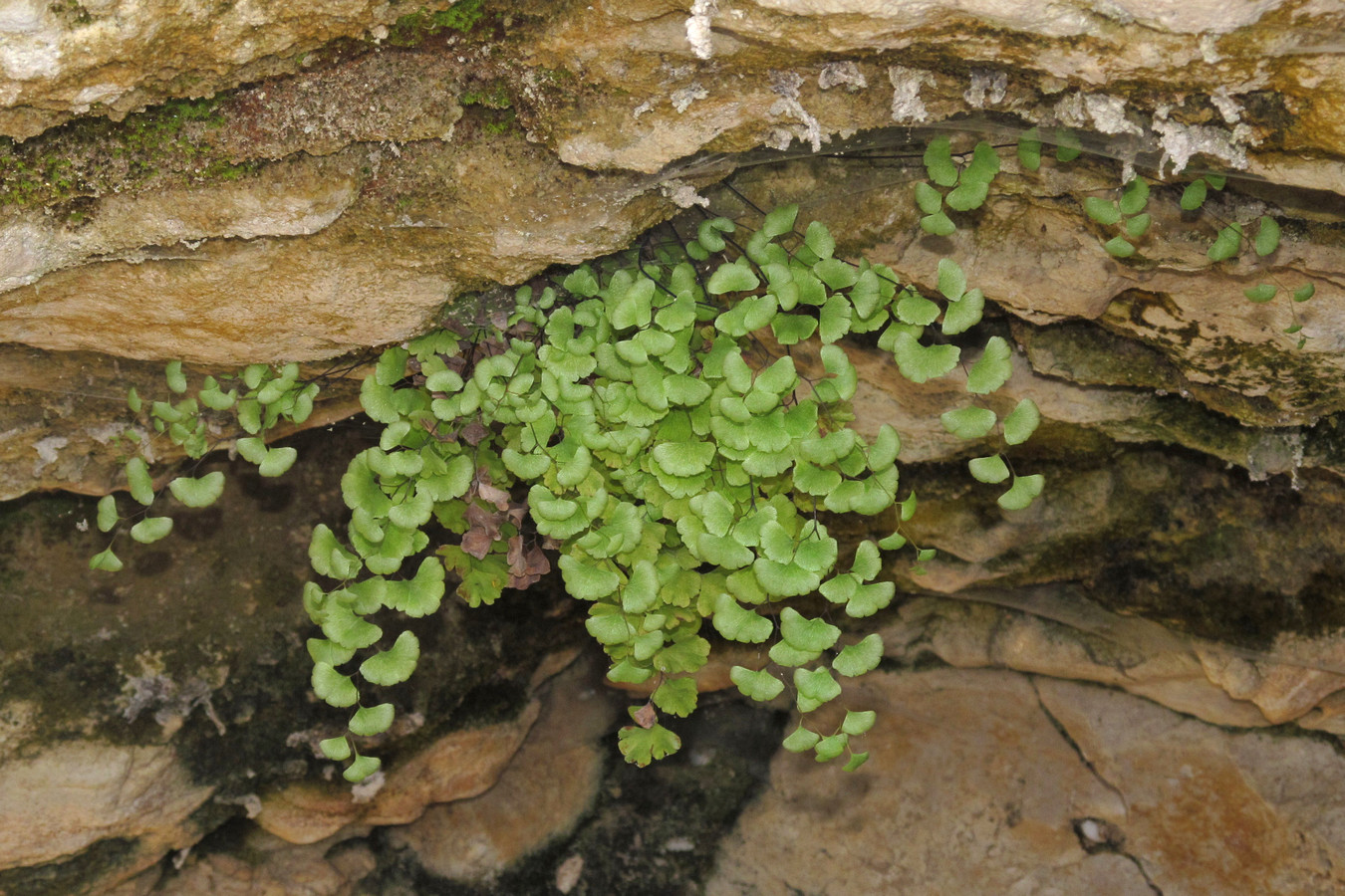 Изображение особи Adiantum capillus-veneris.