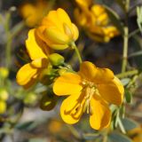 Senna variety coquimbensis