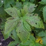 Filipendula palmata