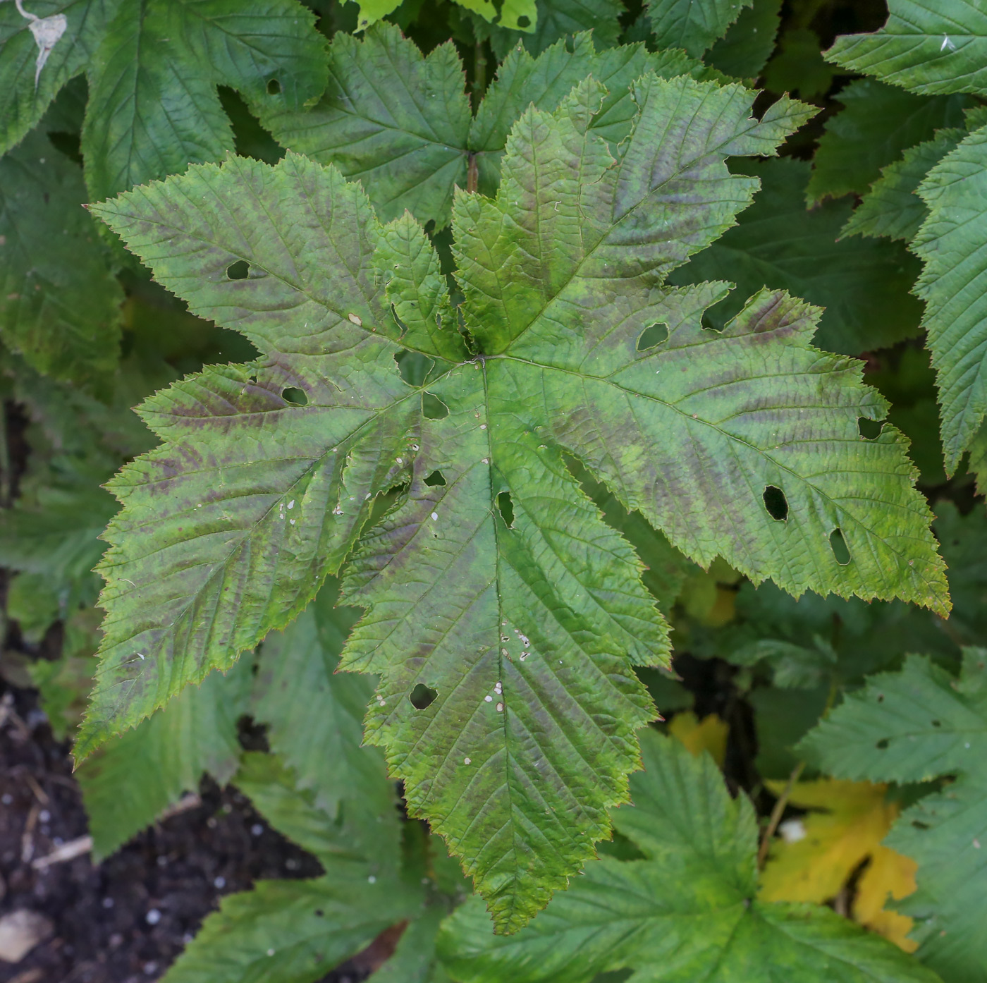 Изображение особи Filipendula palmata.