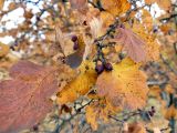 Crataegus sanguinea. Верхушка плодоносящей ветви с листьями в осенней окраске. Челябинская обл., г. Челябинск, Ботанический сад ЧелГУ, в культуре. 08.10.2019.