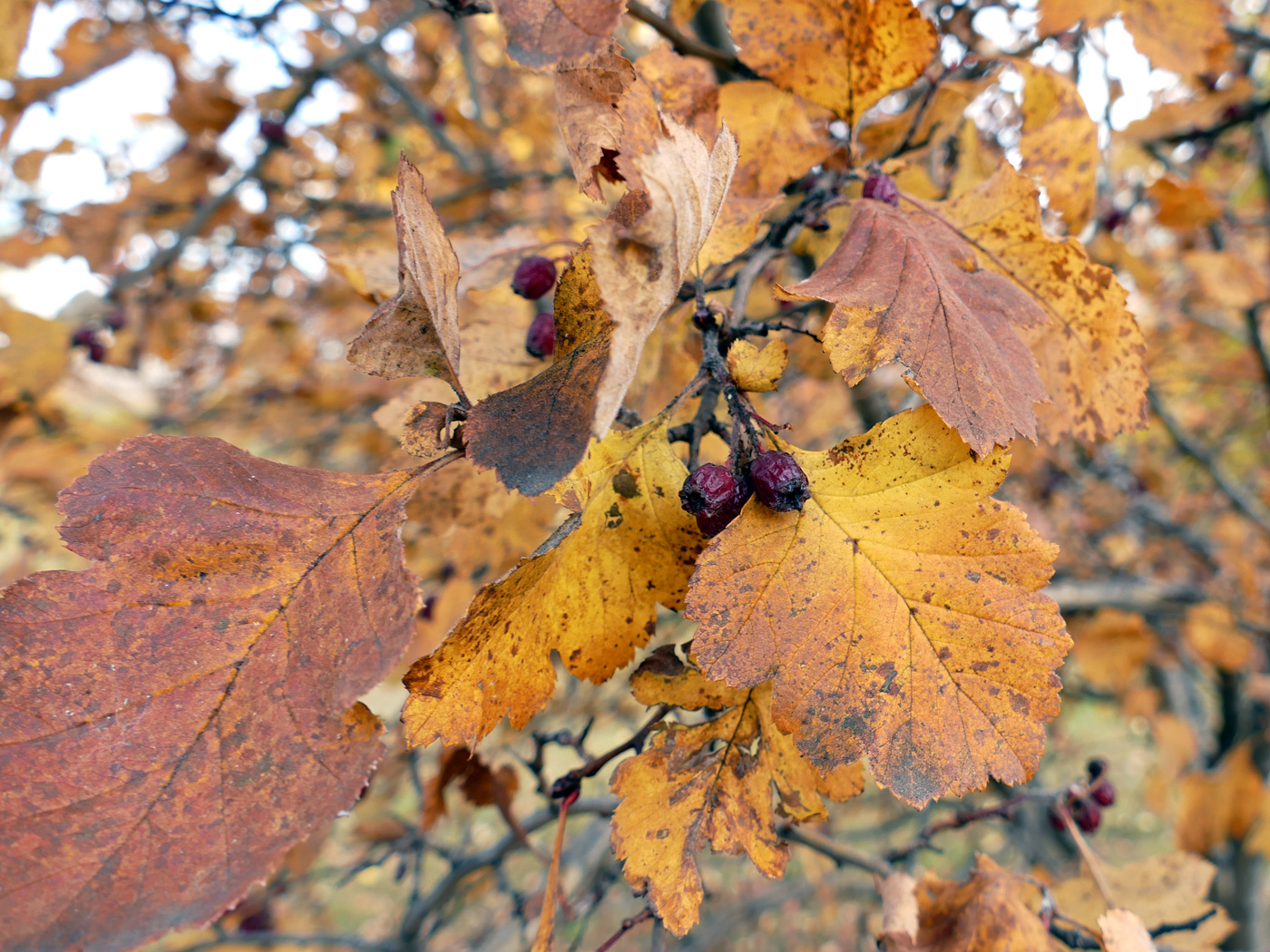 Image of Crataegus sanguinea specimen.