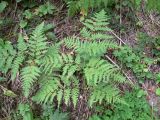 Pteridium pinetorum подвид sibiricum. Растения на обочине дороги. Красноярский край, окр. г. Красноярск, заповедник \"Столбы\", смешанный лес. 13.08.2018.