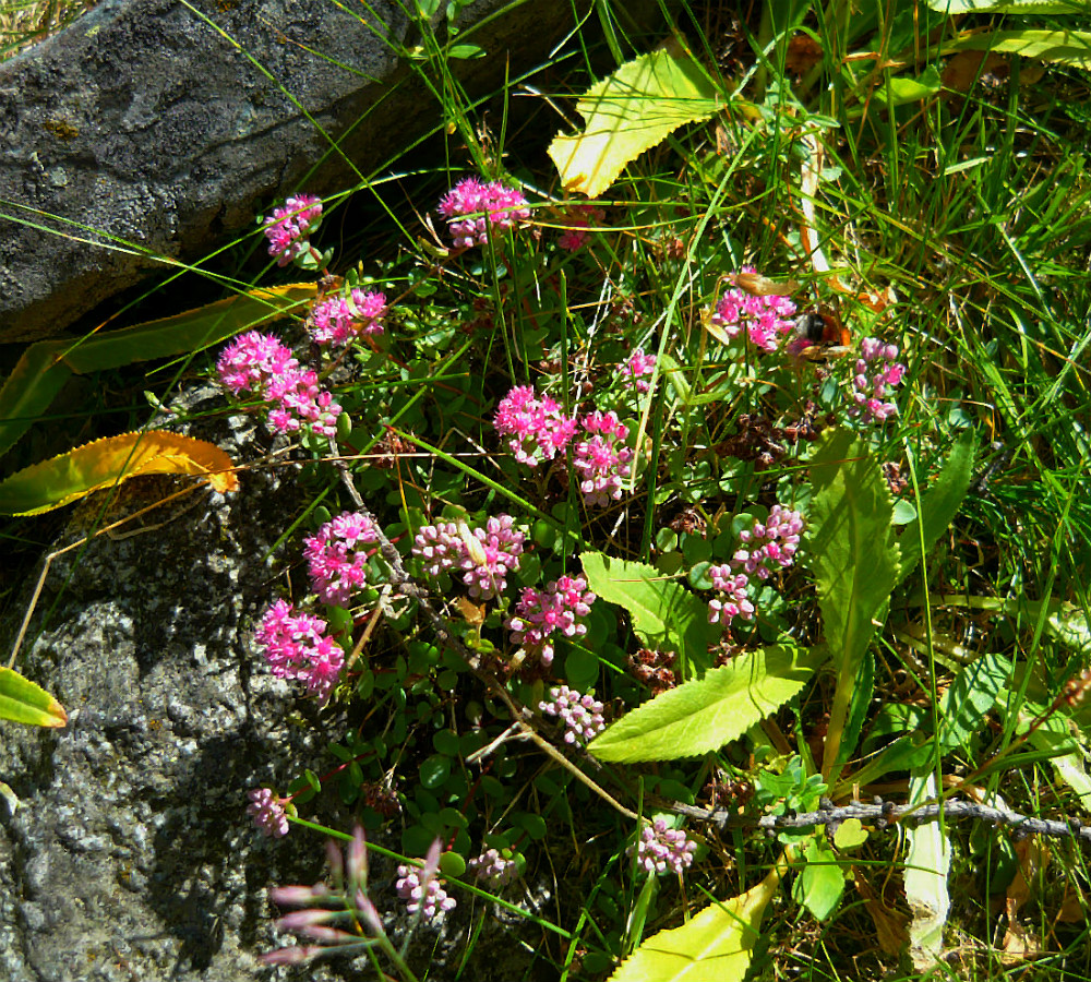 Изображение особи Hylotelephium ewersii.