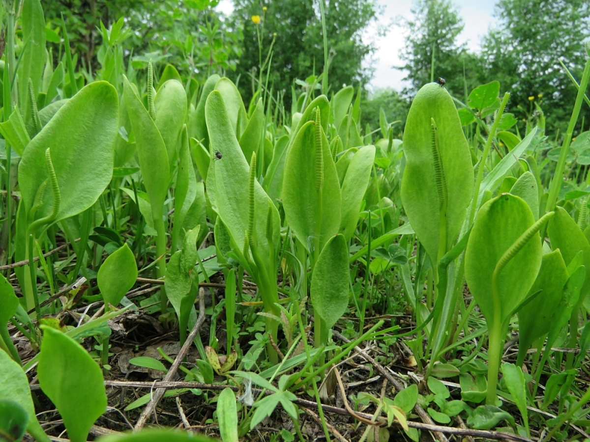 Изображение особи Ophioglossum vulgatum.