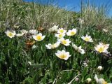 Dryas oxyodonta. Цветущие растения. Восточный Казахстан, Южный Алтай, хр. Сарымсакты, пер. Бурхат, ≈ 2200 м н.у.м., горная тундра. 22 июня 2019 г.