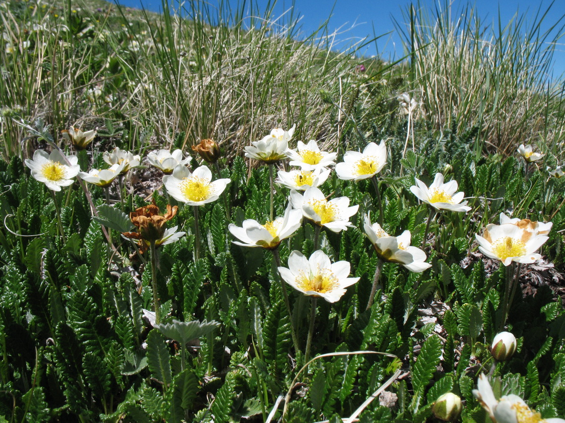 Image of Dryas oxyodonta specimen.