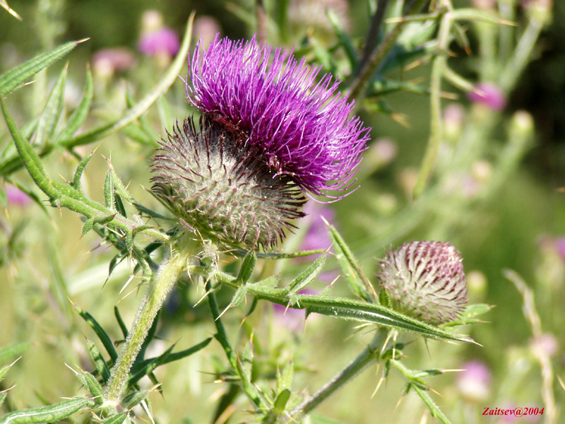 Изображение особи Cirsium polonicum.