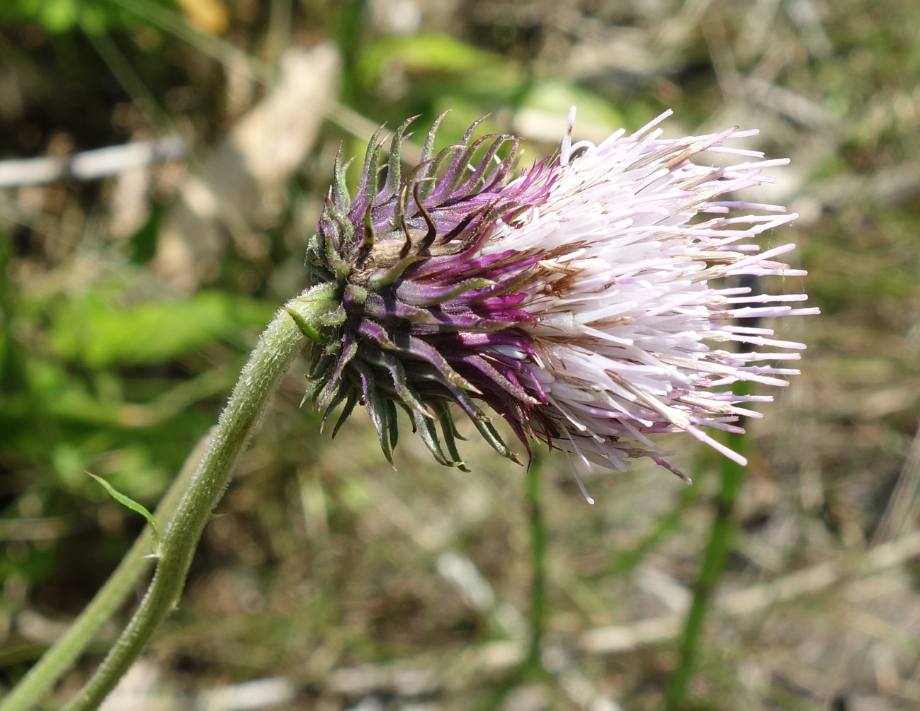 Image of Cirsium kamtschaticum specimen.