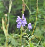 род Aconitum. Верхушка цветущего растения. Грузия, Душетский муниципалитет, правый берег р. Вулелаури в нижнем течении, ≈ 2000 м н.у.м., субальпийский луг. 02.08.2018.