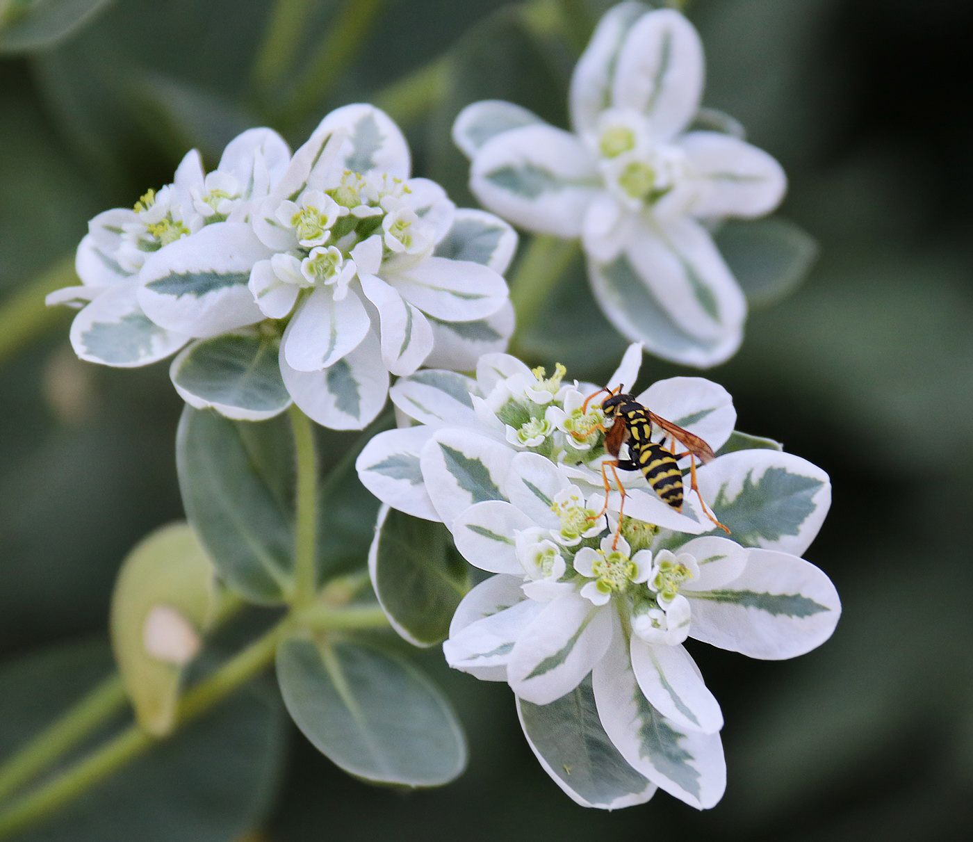 Image of Euphorbia marginata specimen.