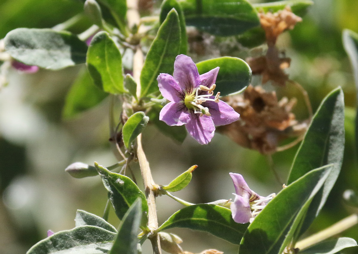 Изображение особи Lycium barbarum.