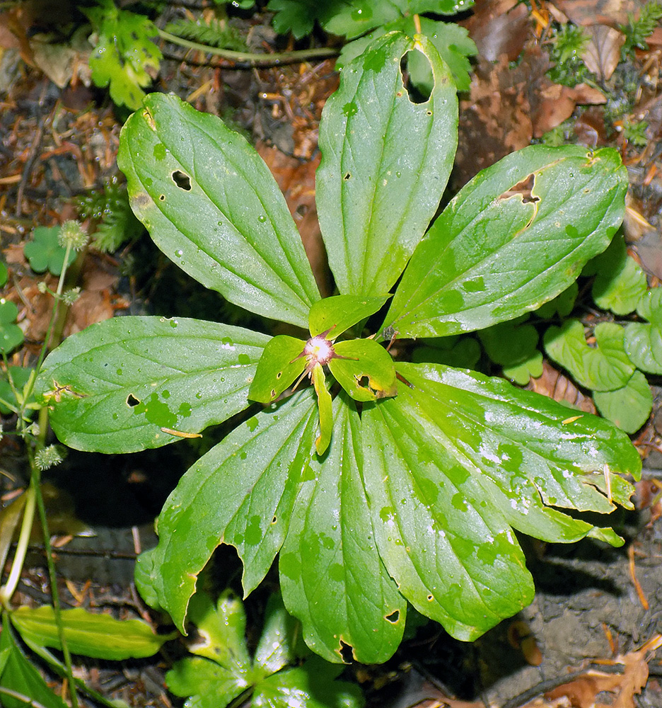 Image of Paris incompleta specimen.