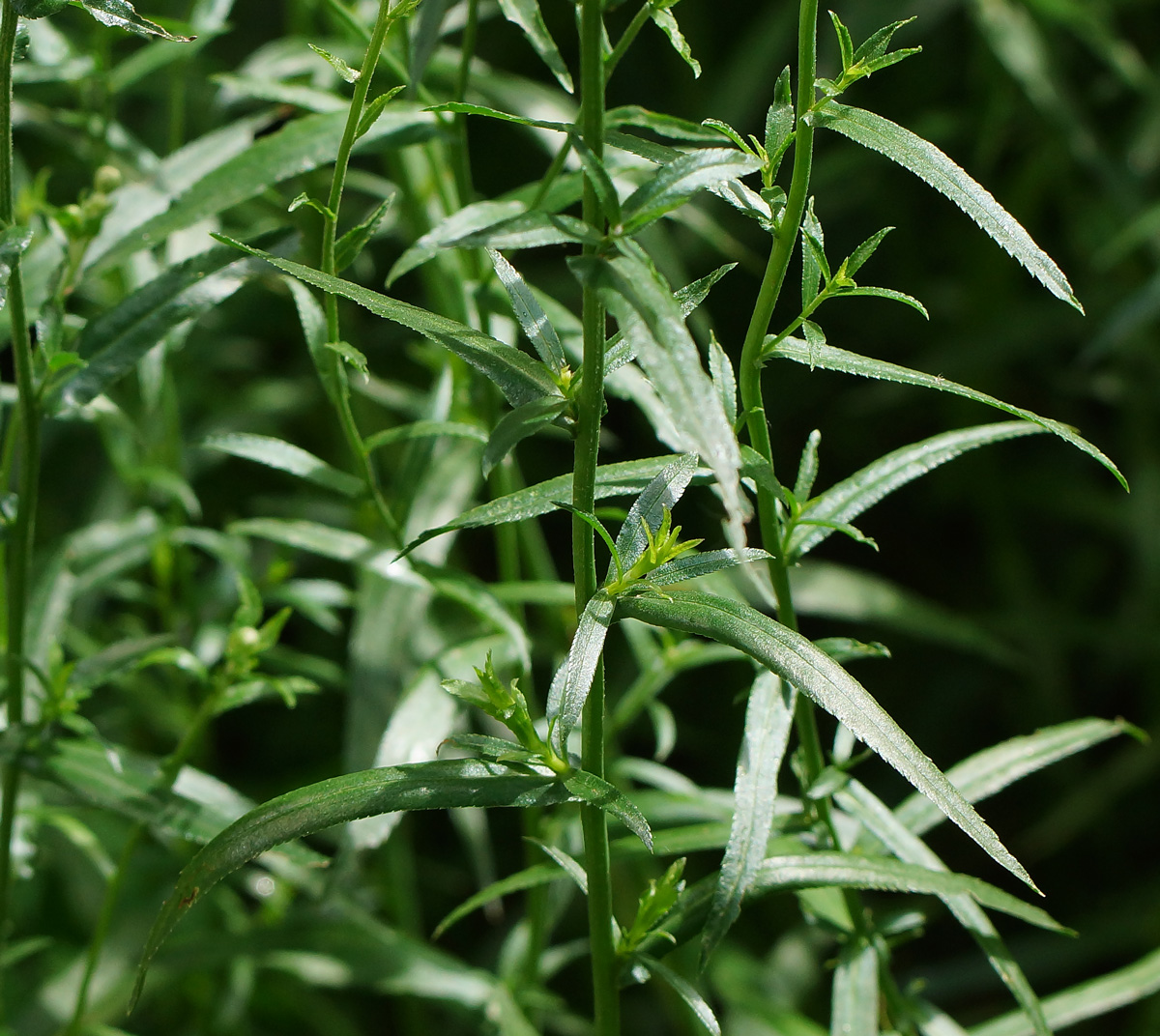 Image of Achillea ptarmica var. multiplex specimen.