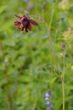 Aquilegia atrovinosa