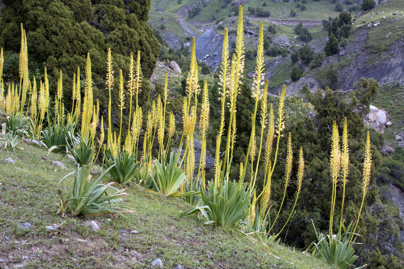 Изображение особи Eremurus fuscus.