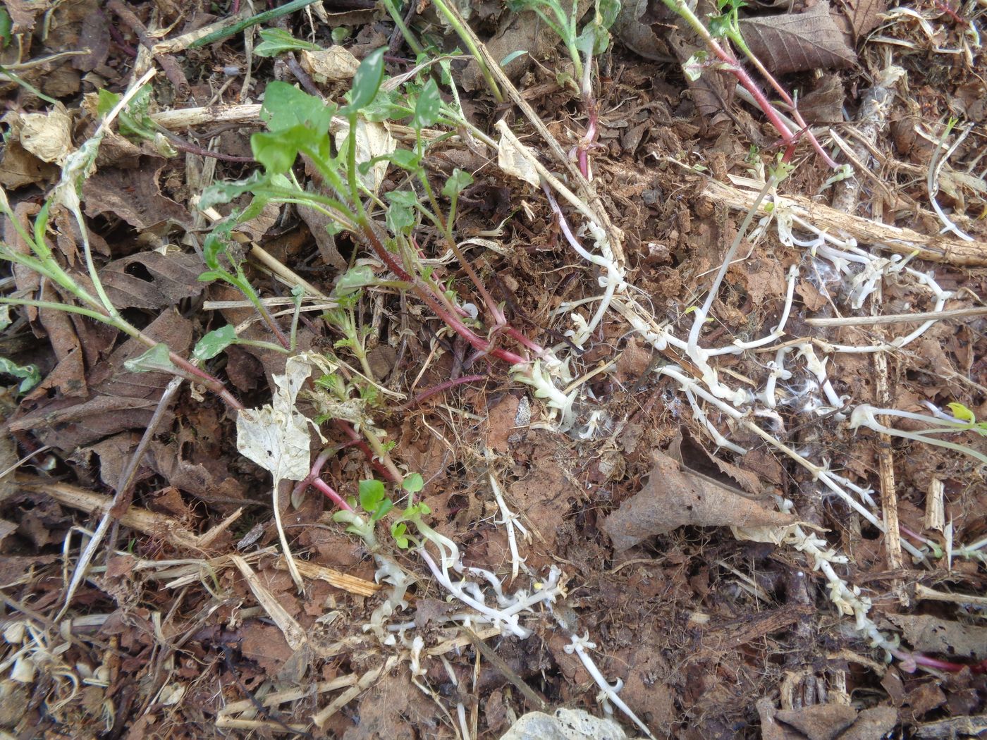 Image of Stellaria nemorum specimen.