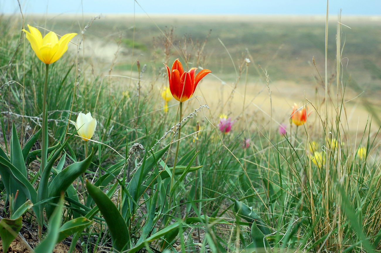 Изображение особи Tulipa suaveolens.