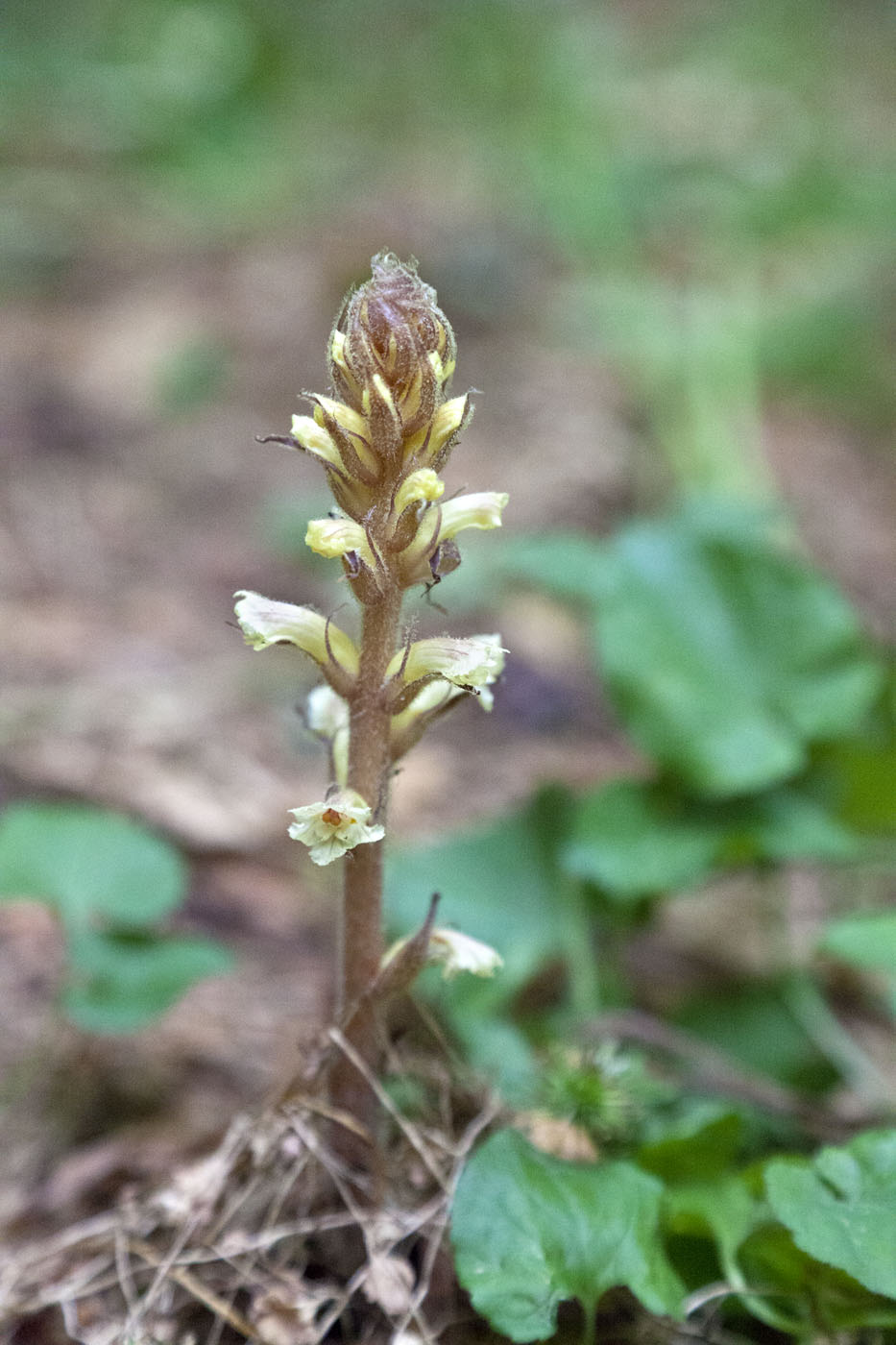 Изображение особи Orobanche hederae.