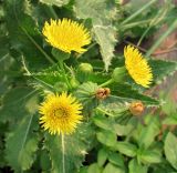 Sonchus asper. Верхушка побега с соцветиями. Архангельская обл., Вельский р-н, пос. Усть-Шоноша, как сегетальное. 28 июля 2010 г.