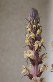 Orobanche hederae. Верхушка соцветия. Испания, автономное сообщество Каталония, провинция Жирона, комарка Баш Эмпорда, муниципалитет Калонже, переходная зона от поймы малой реки к дубовому редколесью. 14.05.2020.