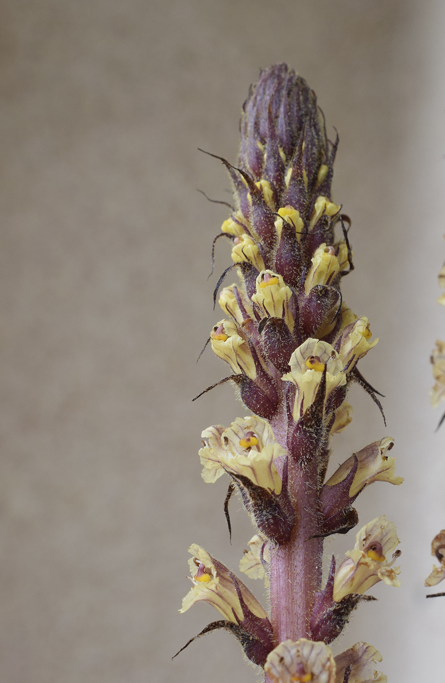 Изображение особи Orobanche hederae.