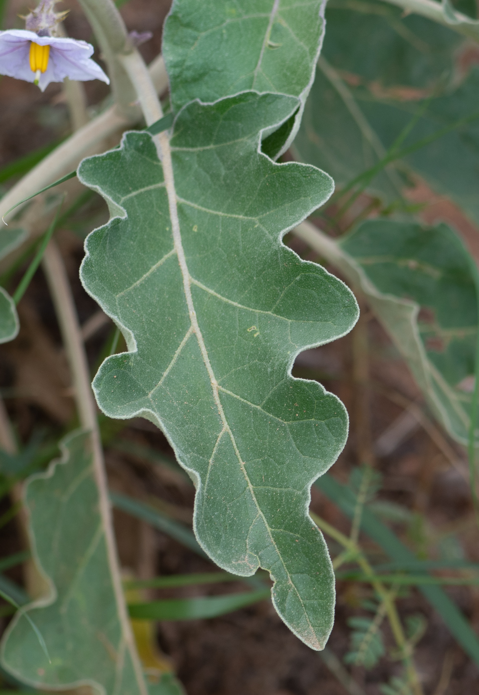 Image of Solanum lichtensteinii specimen.