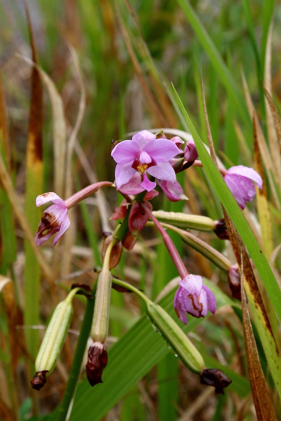 Изображение особи Spathoglottis plicata.