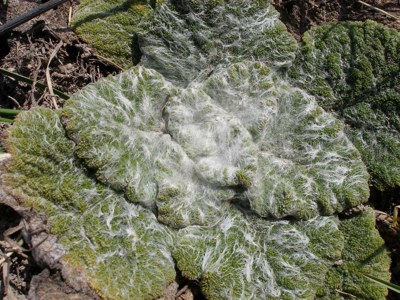 Image of Salvia aethiopis specimen.