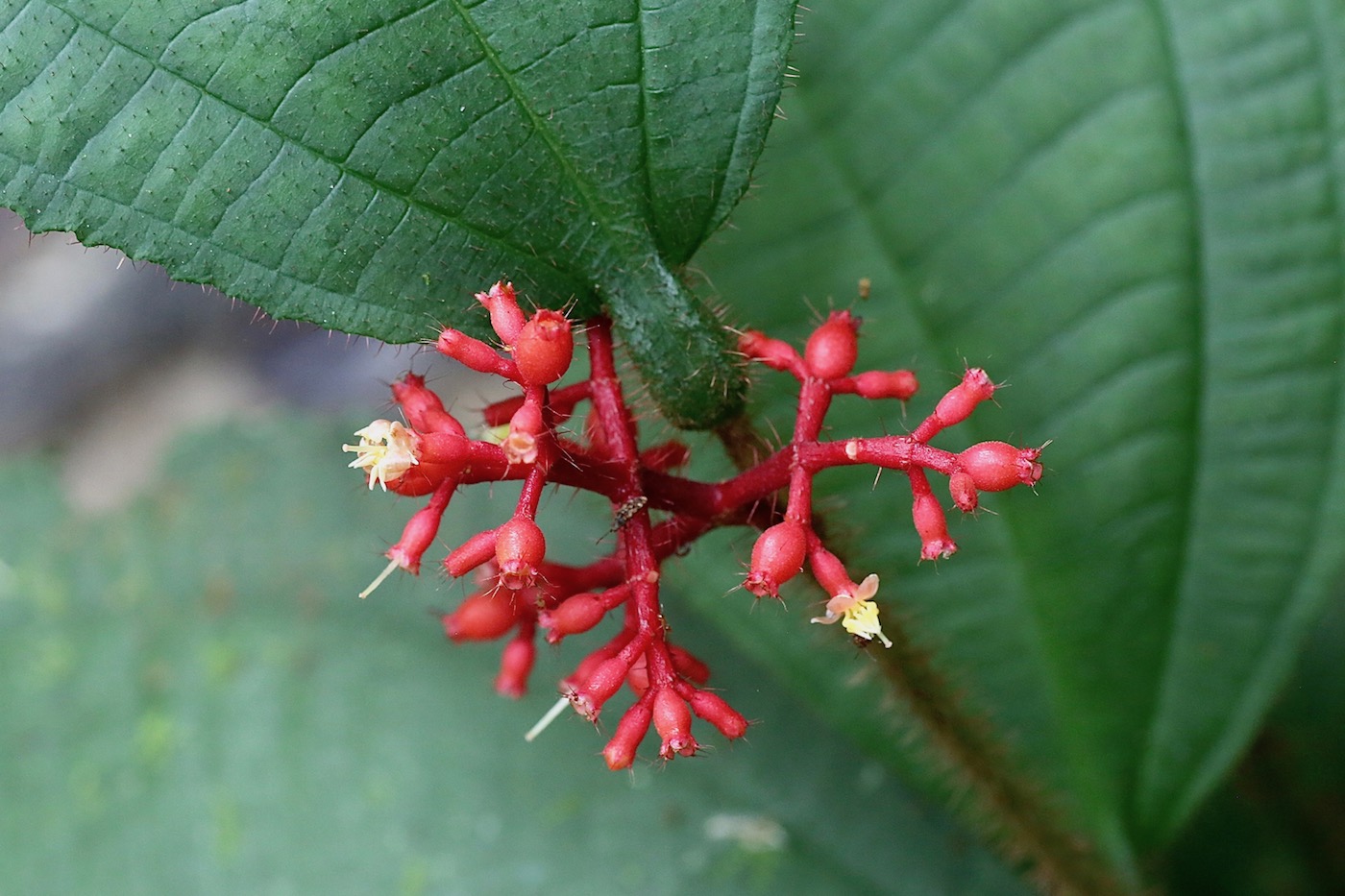 Image of Miconia caquetana specimen.