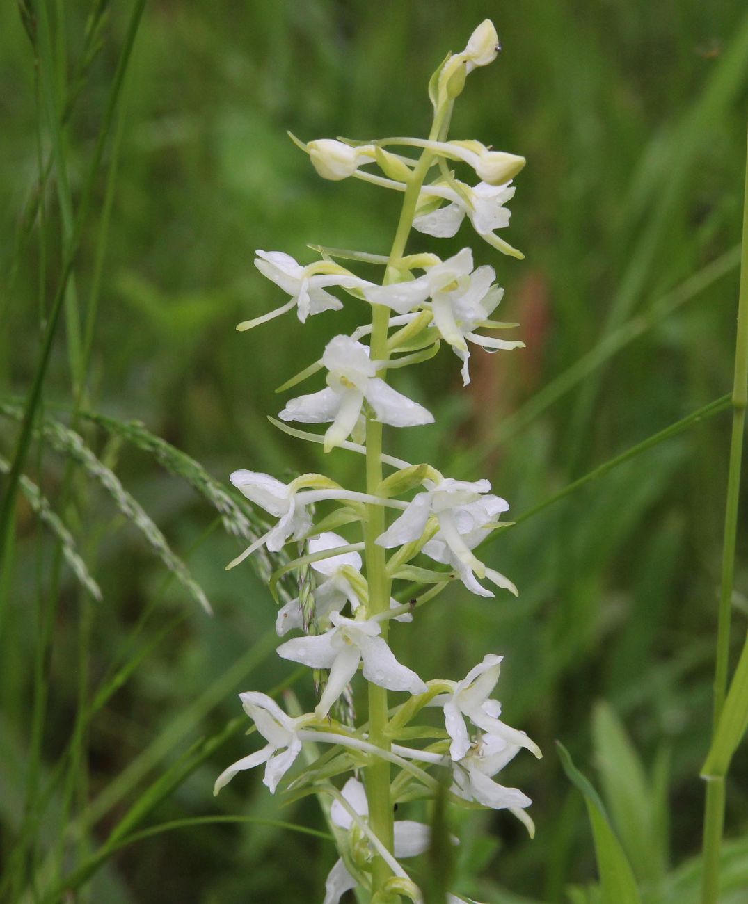 Изображение особи Platanthera bifolia.