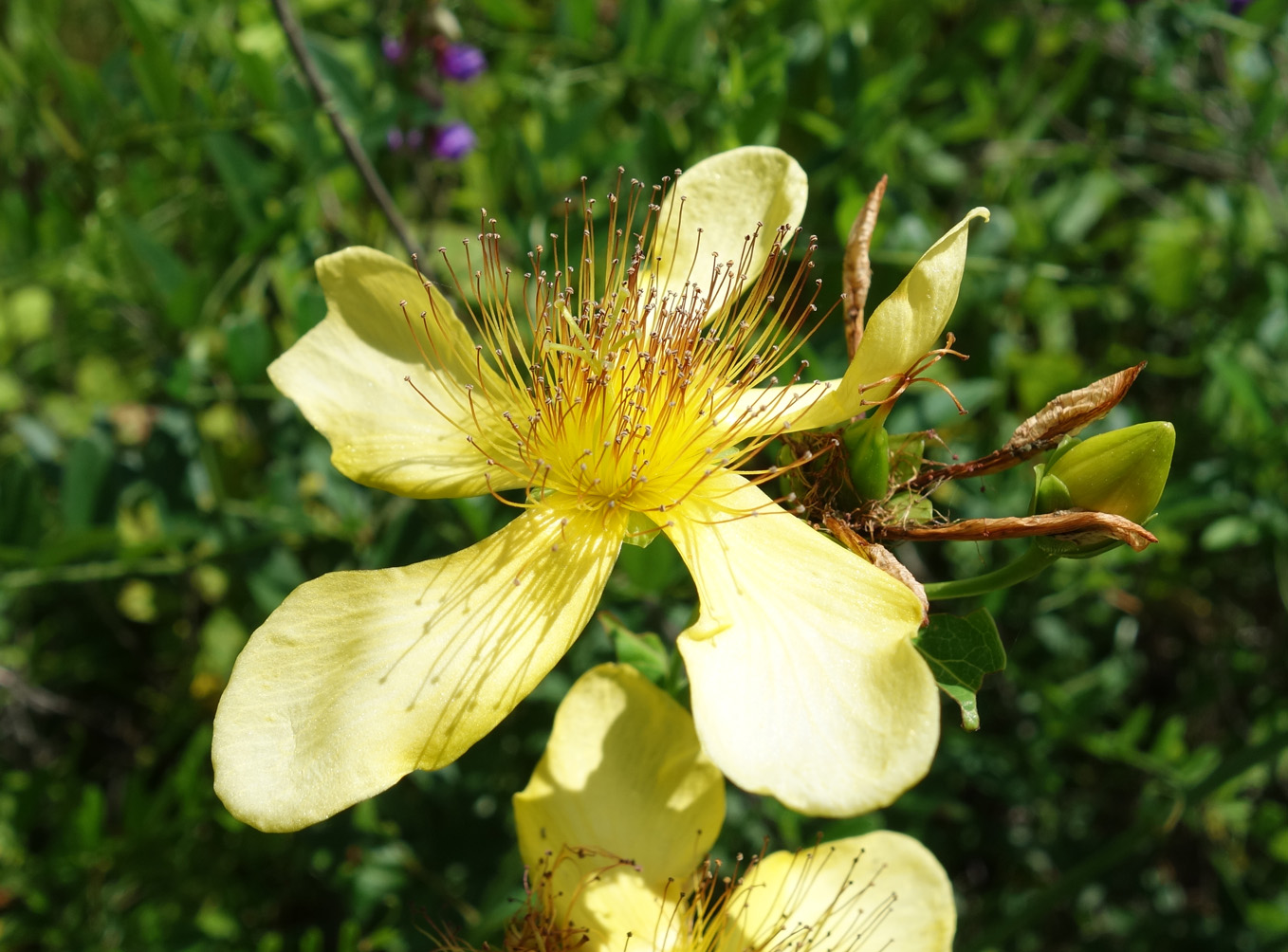 Image of Hypericum ascyron specimen.