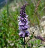 Mentha spicata