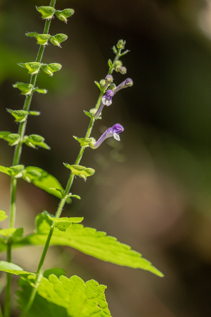 Image of Scutellaria altissima specimen.