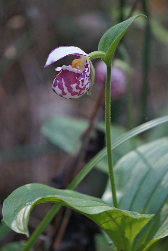 Image of Cypripedium guttatum specimen.