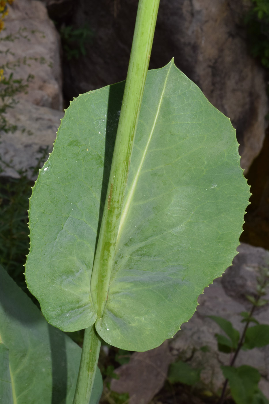 Image of Ligularia heterophylla specimen.