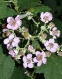 Rubus sanctus